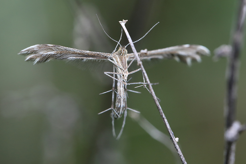 Pterophoridae da determinare